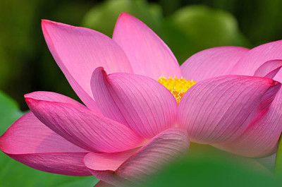 ME Traders lotus,kamal gatta Seed(11 per packet)