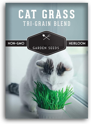 CYBEXIS NBIR-25 - Cat Grass Tri-Grain Blend - (1500 Seeds) Seed(1500 per packet)