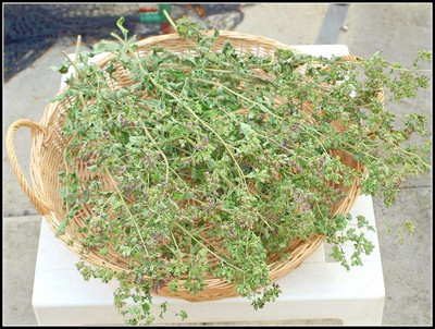 CYBEXIS HUA-48 - Origanum vulgare Hirtum | Greek Oregano - (1350 Seeds) Seed(1350 per packet)