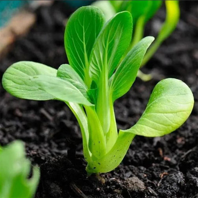 WILLVINE VNR -XI Pak Choi Seeds/Chinese Cabbage [2.5g] Seed(750 per packet)