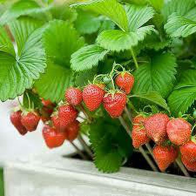 XOLDAA BEST QUALITY HYBRID STRAWBERRY Seed(125 per packet)