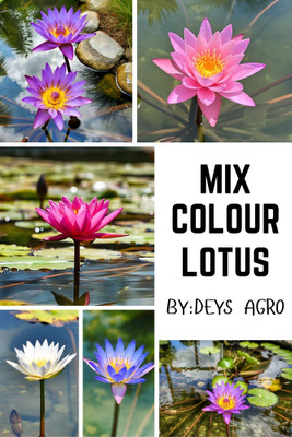 DEYS AGRO ™ lotus seeds mix colour,flower Seed(18 per packet)