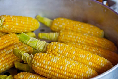 Qualtivate ICRA-7A Kandy Korn Corn Seeds Seed(400 per packet)