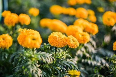 Brondi marigold,gende ka phool seeds Seed(24 per packet)
