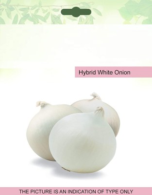 VibeX ® VMR-1240 White Onion Seeds Seed(1000 per packet)