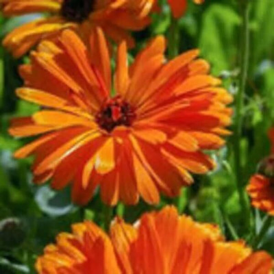 Lorvox Calendula mix Colour Flower Seed(100 per packet)