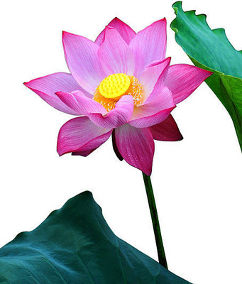 SHUBH SIDDHI Lotus Seed(10 per packet)