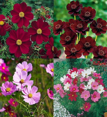 ibains Cosmos flower seeds orange biij 11 Seed(11 per packet)