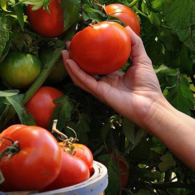 BDSresolve tomato seeds/tomato seed 60 Seed(60 per packet)