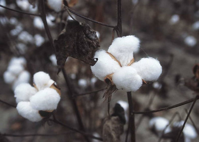 wequality kapas tulo seeds/Cotton seed 19 Seed(19 per packet)