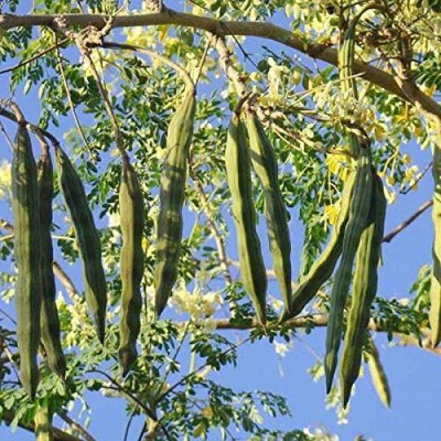 Aywal Drumstick(Moringa) Seeds for Home Gardening Seed(60 per packet)