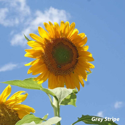 Qualtivate GBPT-8A Grey Stripe Sunflower Seed(200 per packet)