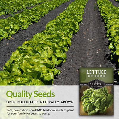 WILLVINE VVI-703 Buttercrunch Lettuce Seed Seed(200 per packet)
