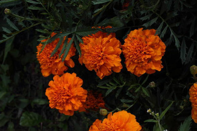 SHASHWAT CREATION marigold/gende ka phool flower seeds Seed(75 per packet)