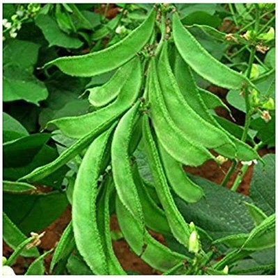Arshiayat Dolichos Bean/Hyacinth Beans/Dolichos/Lab Lab Beans Seed(80 per packet)