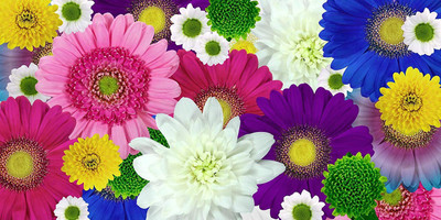CYBEXIS Chrysanthemum Flower Seeds Seed(1 g)