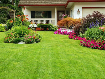 BDSresolve American grass seeds for lawn PACK OF 3023 Seed(14500 per packet)