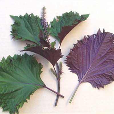 CYBEXIS TLX-75 - Green Shiso (Perilla) - (750 Seeds) Seed(750 per packet)