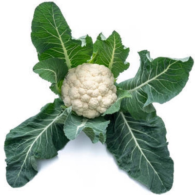 VINTI white cauliflower,gobhee seeds Seed(40 per packet)