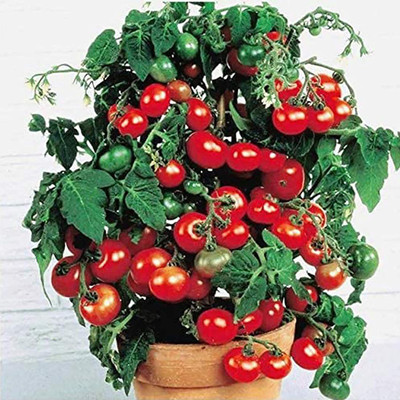 CYBEXIS Tomato Seeds, Viable Prolific2000 Seeds Seed(2000 per packet)