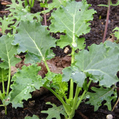 WILLVINE VMR -XI Premier Kale Seed [10g] Seed(3000 per packet)