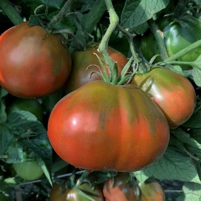 Aywal Black Tomato F1 Hybrid Seed(2000 per packet)