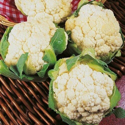 CYBEXIS F38Cauliflower, Brassica oleracea Seeds2000 Seeds Seed(2000 per packet)