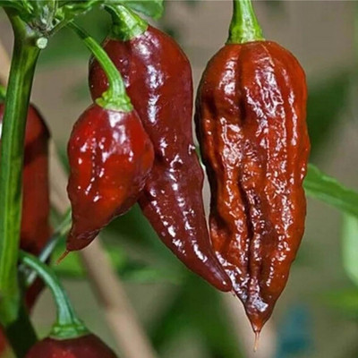 Biosnyg Open-Pollinated Bhut Jolokia Chocolate Chilli Seeds For Planting-(4000 Seeds) Seed(4000 per packet)