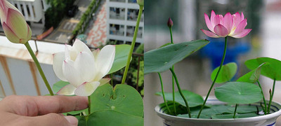 CYBEXIS NBIR-59 - Lotus Water Lily Flower - (30 Seeds) Seed(30 per packet)
