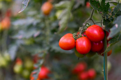 NATUREPETALS tomato Seed(90 per packet)