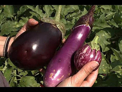 VibeX ® XLR-858 Brinjal Mix - Gourmet Blend 15 Varieties! Prolific Seed(200 per packet)