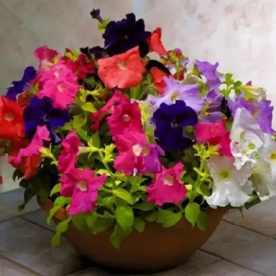 Aro Petunia Seed(170 per packet)