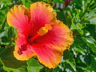 CRGO HIBISCUS , GUDHAL Seed(45 per packet)