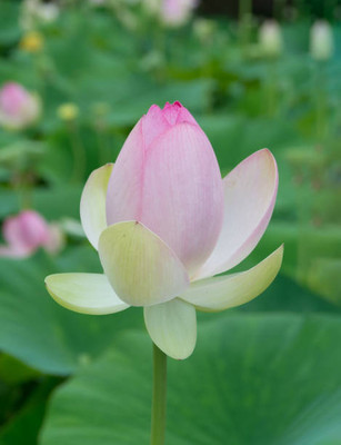 Nature Vit lotus,kamal seeds Seed(14 per packet)