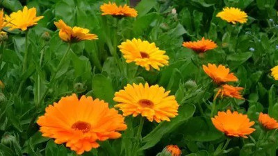 Aro Calendula Seed(38 per packet)