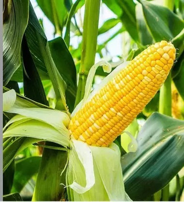 MAA Sweet Corn, Bhutta Seed(37 per packet)