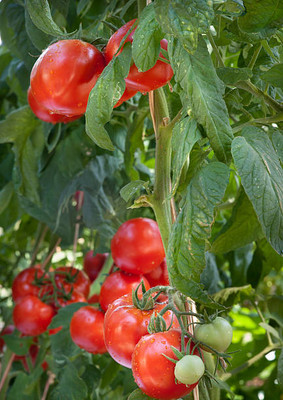 YI Saler tomato Seed(135 per packet)