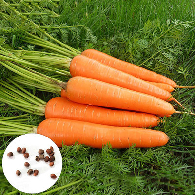 CYBEXIS Fast Germination Carrot Seeds4000 Seeds Seed(4000 per packet)