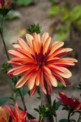 LPR DAHLIA Seed(10 per packet)
