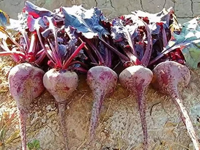GREENSEA Beetroot, Chukandar Seed(53 per packet)
