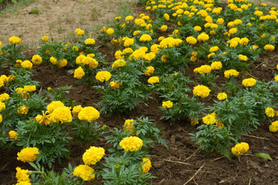 sarvottam creation marigold,gende ka phool Seed(30 per packet)