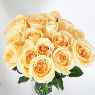 CYBEXIS LXI-56 - Champagne Rose - (300 Seeds) Seed(300 per packet)