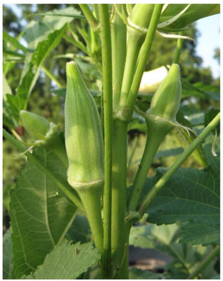greenfarm NXC- Long Okra Seeds/ Bhindi seeds / Best Quality ,200 X Seeds ,AXR53 Seed(200 per packet)