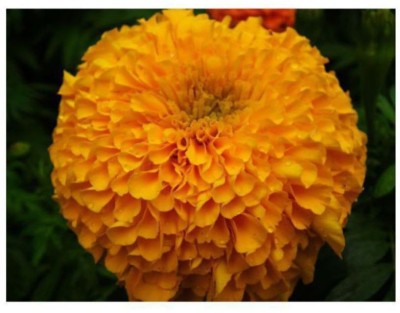 VERTISE African Marigold Seeds | Non-GMO | Fresh Garden Seeds Orange Seed(1000 per packet)