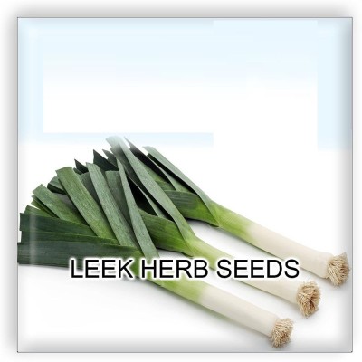 CYBEXIS Leek F1 Hybrid Imported Seeds1000 Seeds Seed(1000 per packet)