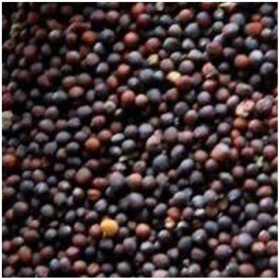 CYBEXIS Plant Vegetable Seedlings for Farm - Cabbage Seeds2000 Seeds Seed(2000 per packet)