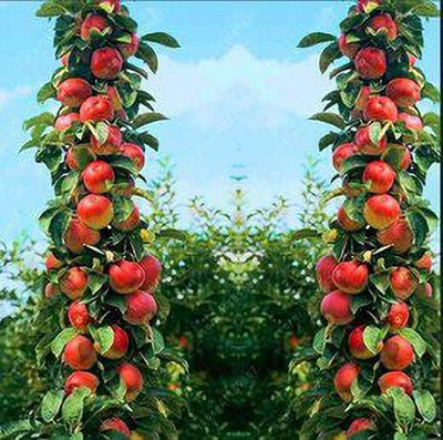 KANAYA Apple Fruit Seed(7 per packet)