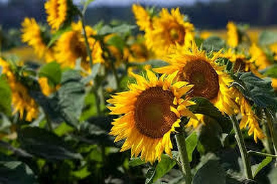 Seedsqlty dwarf sunflower seeds for gardening, high germination (20 seeds) Seed(20 per packet)