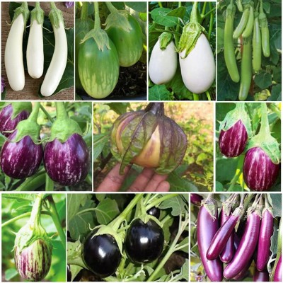 CYBEXIS VXI-87 - 10 Types of Brinjal Mix - (1350 Seeds) Seed(1350 per packet)