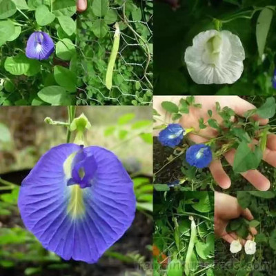 jkfarm Aparajita, Asian Pigeonwings, Nilkantha Seed(17 per packet)